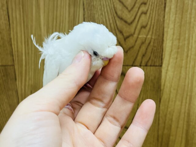 羽衣セキセイインコ