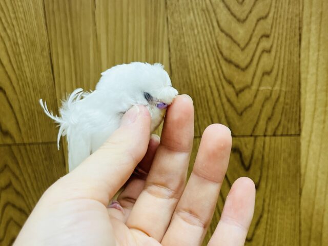 羽衣セキセイインコ