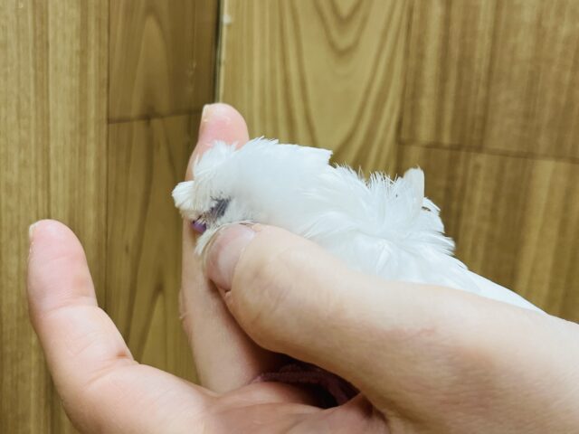 羽衣セキセイインコ