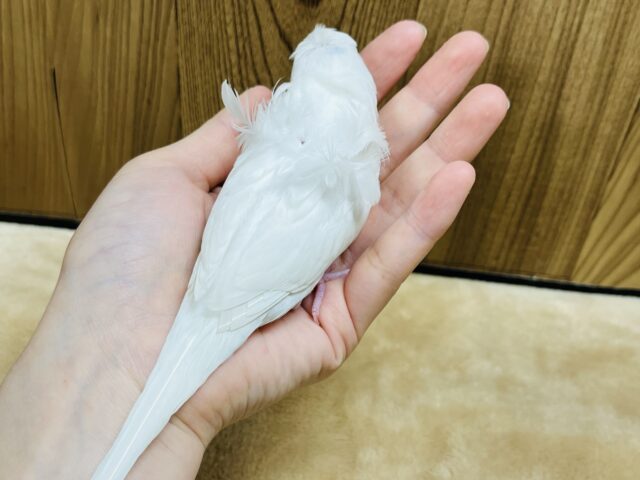 羽衣セキセイインコ