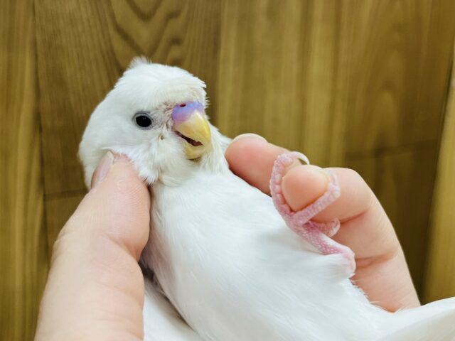 羽衣セキセイインコ