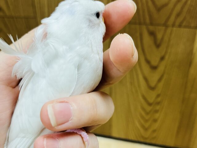 羽衣セキセイインコ