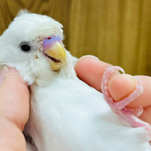 【最新画像更新🪄ひとり餌になりました‪☆】真っ白天使が舞い降りた♡羽衣セキセイインコ(ダブルファクター) ヒナ