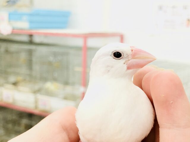 【最新画像更新☆☆】白く輝く純白カラー♪♪　白文鳥
