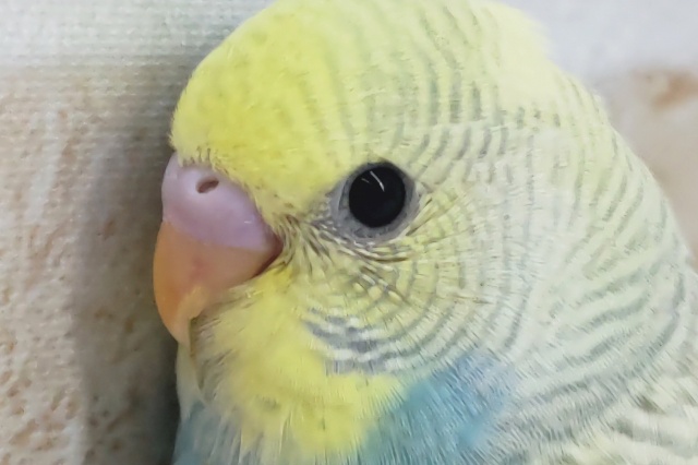 少し色変わりさん～🌈 セキセイインコ(パステルレインボー)