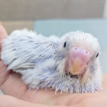 レアカラー❤セキセイインコのヒナ(ライラック)入荷しました❤