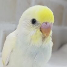 かわいいとろける～✨ セキセイインコ(クリーム)
