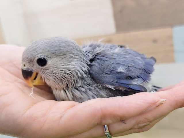 コザクラインコ（小桜インコ）