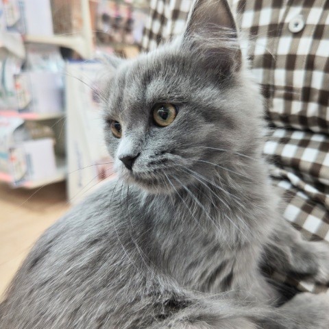 最新画像!ミヌエット(ブルー)男の子♫低姿勢なんです(・・;) ミヌエット