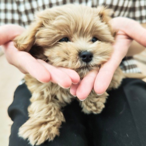最新画像!ハーフ犬(トイプードル✕マルチーズ)男の子♫可愛いクマちゃん💕 マルプー