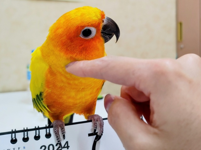 コガネメキシコインコ