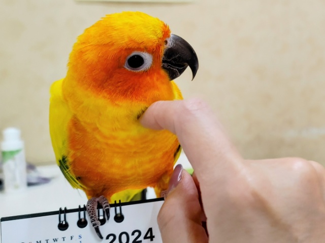 コガネメキシコインコ