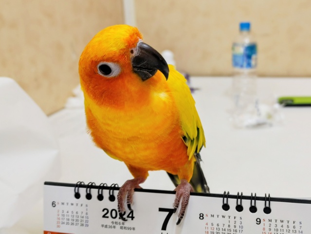 コガネメキシコインコ