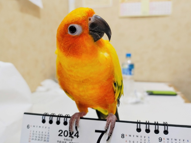 画像更新！恥ずかしがり屋のさみしんぼ♡コガネメキシコインコ！