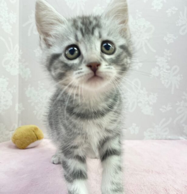 🐈⬛最新画像🐈⬛表情豊かだちゃん^.ˬ.^セルカークレックス(シルバータビー) 女の子♪ 2023年12月16日生まれ セルカークレックス