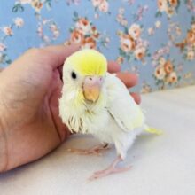 注目の的🌟素敵すぎる色合い🤍💛手乗りセキセイインコ(YFダブルファクタースパングル)🪶✨