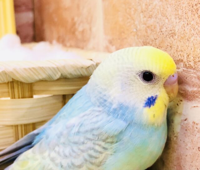 ん～ぱっと明るく！！ぱっと元気に～セキセイインコ