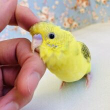 と~っても甘えんぼ❤︎和やかパワー全開🌼手乗りセキセイインコ(イエローハルクイン)🕊✨