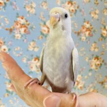 慣れ慣れ❤︎シックな色合い🫧手乗りセキセイインコ(ライラックモーブ)🕊✨