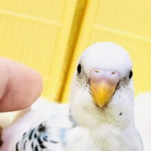 白多め！！美白パイドさんです( *´艸｀)　セキセイインコ