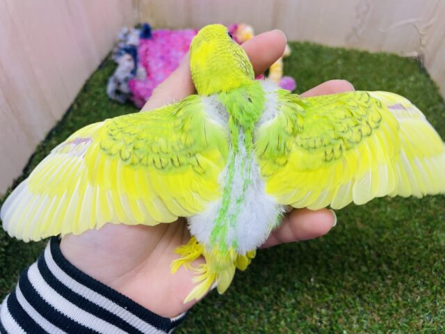 セキセイインコ