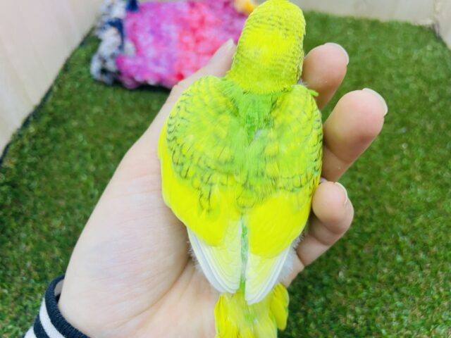 セキセイインコ