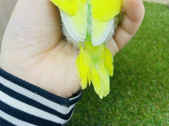 セキセイインコ