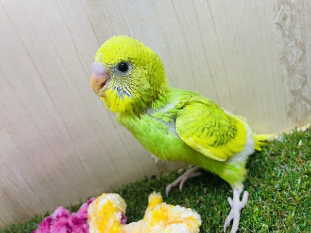 セキセイインコ