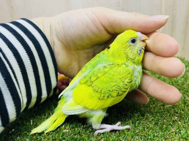 セキセイインコ