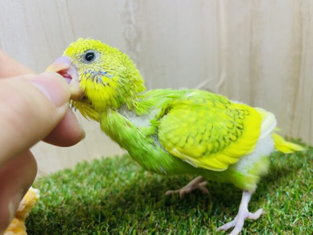 セキセイインコ