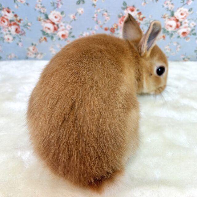 ネザーランドドワーフ