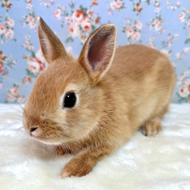 ネザーランドドワーフ