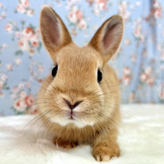 ネザーランドドワーフ