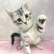 🐈‍⬛最新画像🐈‍⬛表情豊かだちゃん^.ˬ.^セルカークレックス(シルバータビー) 女の子♪ 2023年12月16日生まれ