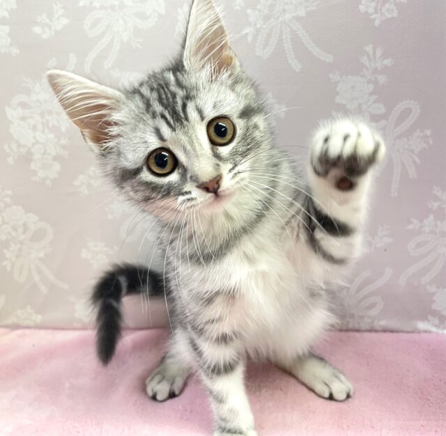 🐈‍⬛最新画像🐈‍⬛表情豊かだちゃん^.ˬ.^セルカークレックス(シルバータビー) 女の子♪ 2023年12月16日生まれ