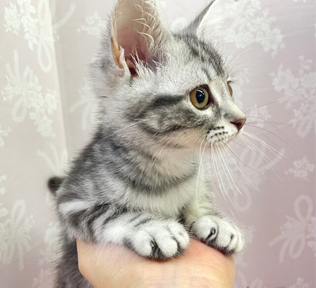 🐈⬛最新画像🐈⬛表情豊かだちゃん^.ˬ.^セルカークレックス(シルバータビー) 女の子♪ 2023年12月16日生まれ セルカークレックス