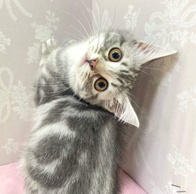 🐈⬛最新画像🐈⬛表情豊かだちゃん^.ˬ.^セルカークレックス(シルバータビー) 女の子♪ 2023年12月16日生まれ セルカークレックス