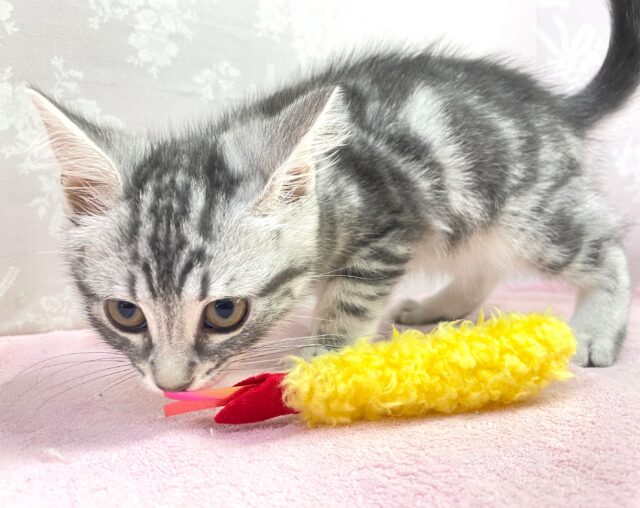 🐈⬛最新画像🐈⬛表情豊かだちゃん^.ˬ.^セルカークレックス(シルバータビー) 女の子♪ 2023年12月16日生まれ セルカークレックス