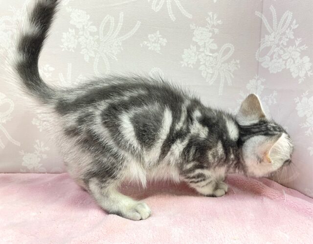 🐈⬛最新画像🐈⬛表情豊かだちゃん^.ˬ.^セルカークレックス(シルバータビー) 女の子♪ 2023年12月16日生まれ セルカークレックス