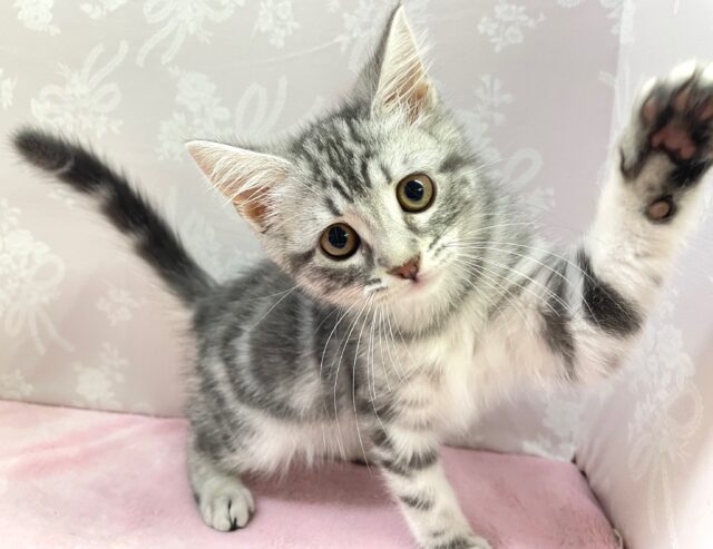 🐈⬛最新画像🐈⬛表情豊かだちゃん^.ˬ.^セルカークレックス(シルバータビー) 女の子♪ 2023年12月16日生まれ セルカークレックス