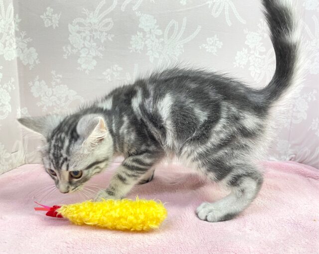 🐈⬛最新画像🐈⬛表情豊かだちゃん^.ˬ.^セルカークレックス(シルバータビー) 女の子♪ 2023年12月16日生まれ セルカークレックス