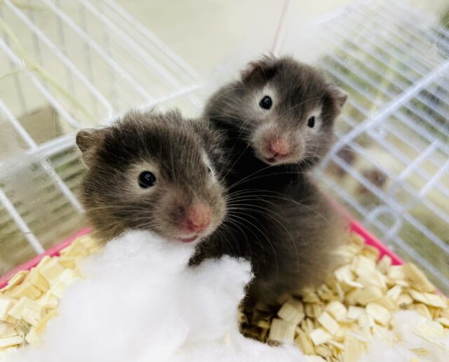 らぶりーぴんく🩷🐹🩷近づいて！🐹　セーブルハムスター　男の子