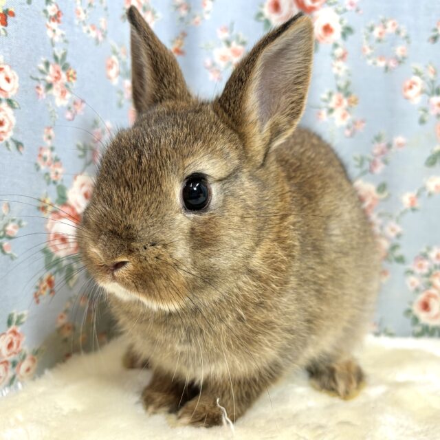 ネザーランドドワーフ