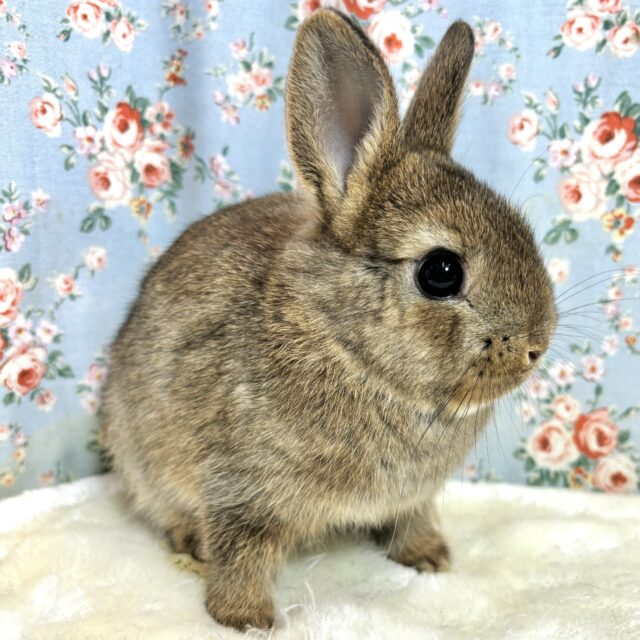 ネザーランドドワーフ