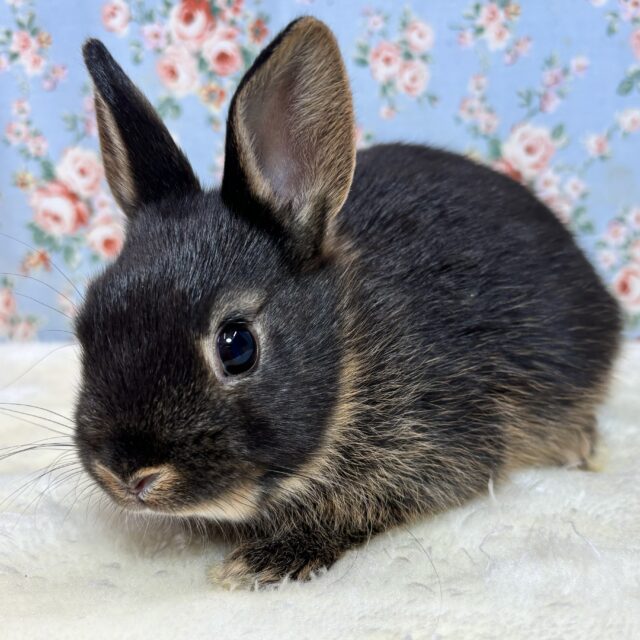 ネザーランドドワーフラビット ブラックオター 女の子 🐰🖤🤎