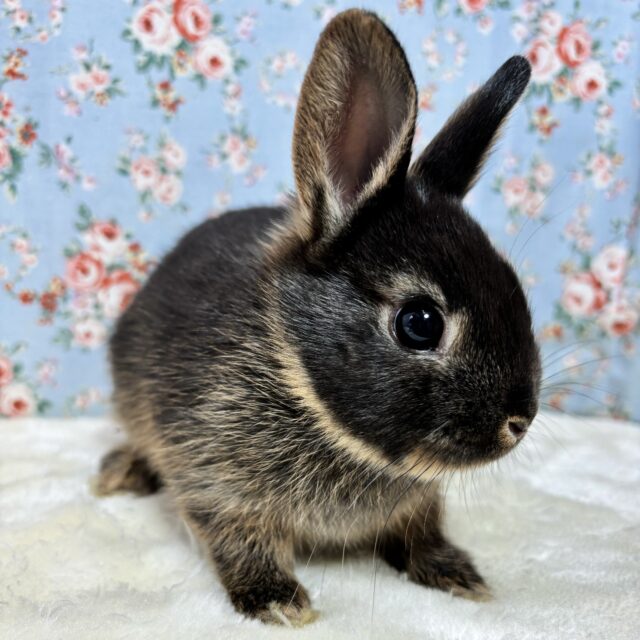 ネザーランドドワーフラビット ブラックオター 女の子 🐰🖤🤎