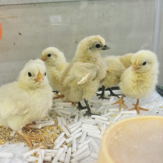 桂チャボ（カツラチャボ）