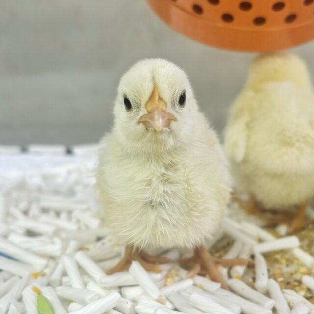 桂チャボ（カツラチャボ）