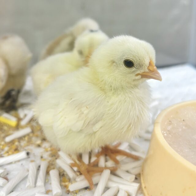 桂チャボ（カツラチャボ）