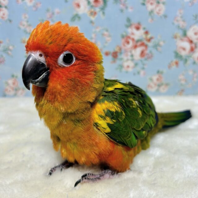 コガネメキシコインコ 🌺🌴🍹・.｡*